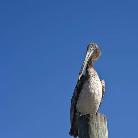 Pelican standing on top of a Wood Dock Postの写真素材