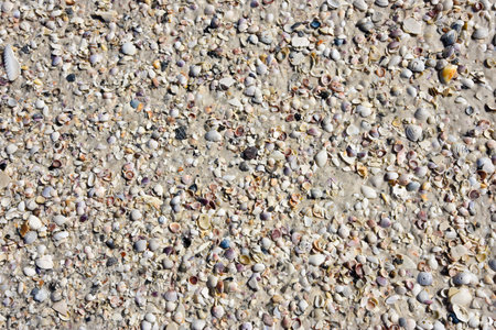Seashell Background - Pile of Seashells washed up the beach