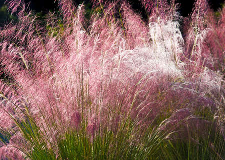 Close-up of Ornamental Grass in the Early Morning Sunの写真素材