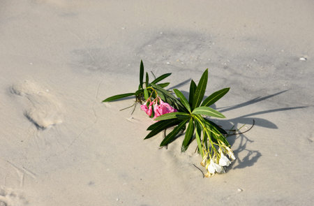 Flowers from a Wedding Celebration laying in the sand on the beachの写真素材