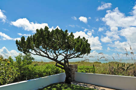 An Evergreen Tree in the corner of a garden on the Beachの写真素材
