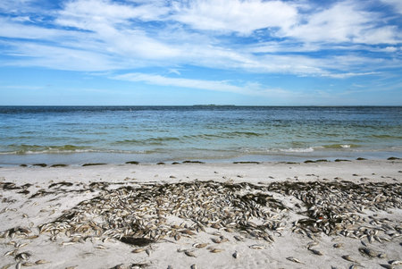 Red Tide: Beach covered with dead fish killed by the toxic bloom of red algae in Tampa Bay Florida.の写真素材