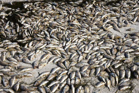 Red Tide: Beach covered with dead fish killed by the bloom of toxic red algae.の写真素材