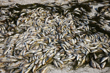 Red Tide: Beach covered with dead fish killed by the bloom of toxic red algae.の写真素材