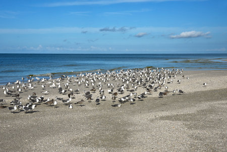 Flock of Seagulls on the Beautiful Coastline of Anna Maria Island, Floridaの写真素材