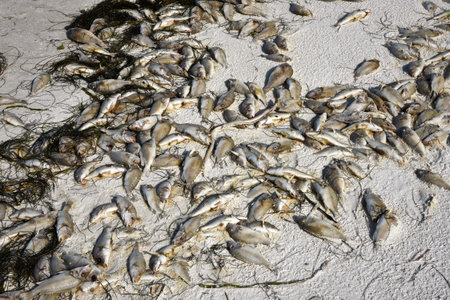 Red Tide: Beach covered with dead fish killed by the bloom of toxic red algae.の写真素材