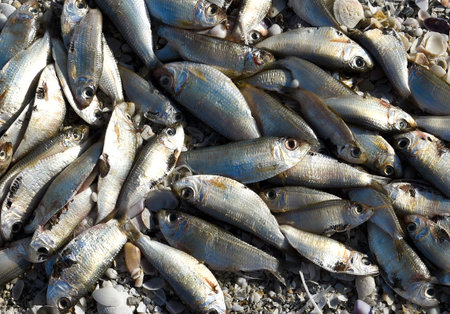 Red Tide: Beach covered with dead fish killed by the bloom of toxic red algae.の写真素材