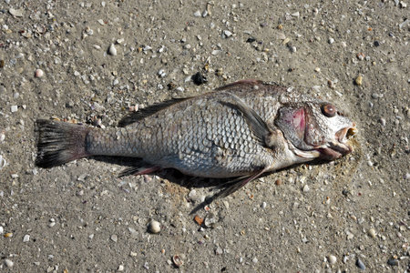 Dead fish laying on the beach killed by Red Tide in Gulf of Mexicoの写真素材