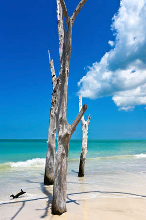 Beautiful Weathered Driftwood on the beach of Beer Can Island Longboat Key Floridaの写真素材