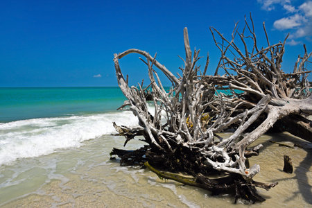 Beautiful Weathered Driftwood on the beach of Beer Can Island Longboat Key Floridaの写真素材