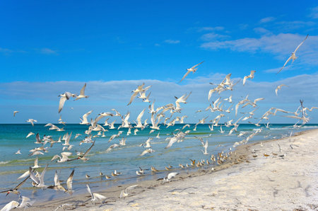 Flock of Seagulls In Flight  の写真素材