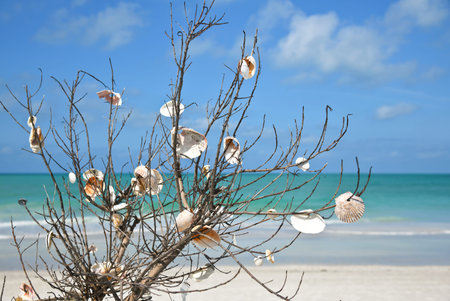 Branch on Anna Maria Island Beach that people have placed Sea Shells on.の写真素材