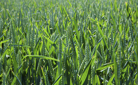 Green wheat field