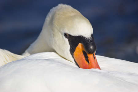 Swanの写真素材