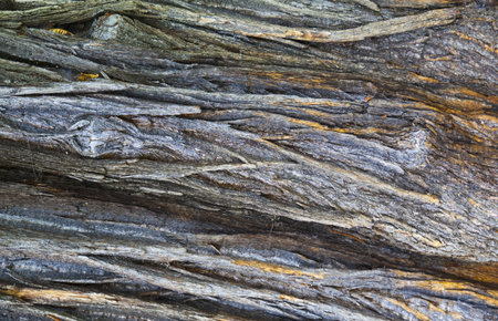 Highly detailed rough old bark