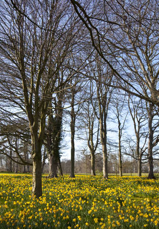 Trees in a field of daffodils on a sunny dayの写真素材