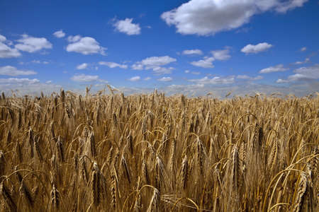 Field of ripe wheat under blue skyの写真素材