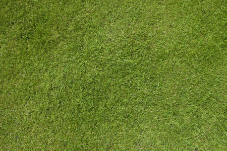 High quality green weed free close cut grass lawnの写真素材