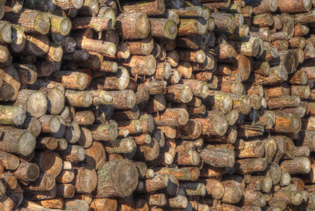 Large pile of logs drying ready for cuttingの写真素材