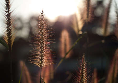 Foxtails of the genus Setaria are summer annual grasses. の写真素材