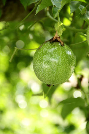 Passion Fruitの写真素材