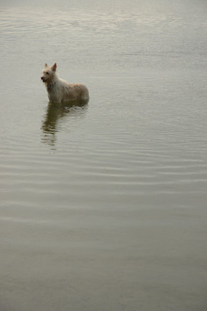 dog in a pond