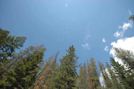 Forest and bright skyの写真素材