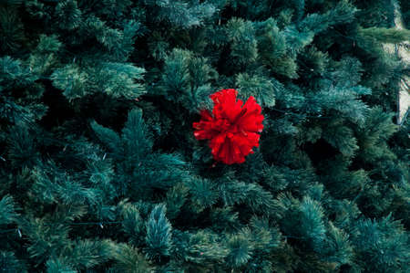 Red ornament of Christmas treeの写真素材