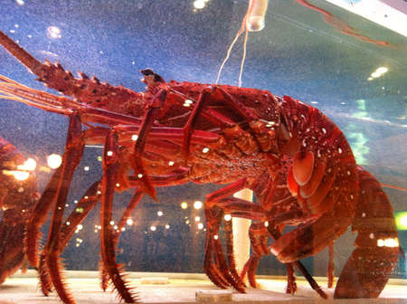 Live pacific lobster in sea tank in Chinese restaurant の素材