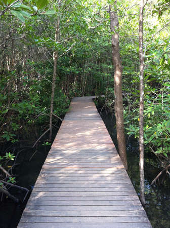 Humid mangroves in Chantaburi Thailand の素材
