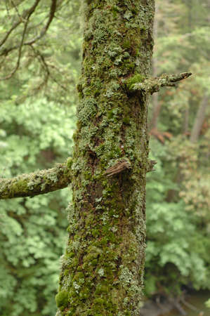 old mossy treeの写真素材