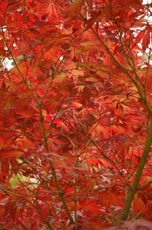 Japanese red maple in Autumnの写真素材