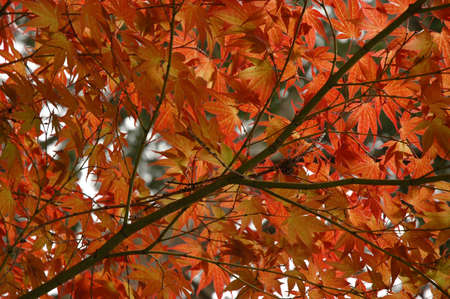 red maple leaves in Japanの写真素材