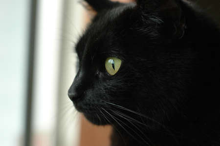 black cat face starring outsideの写真素材