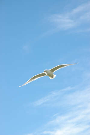 Seagull flying over blue skyの写真素材
