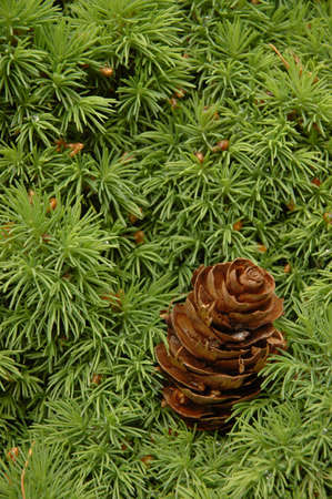 little pine in a forestの写真素材