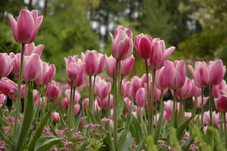 field of pink tulipsの写真素材