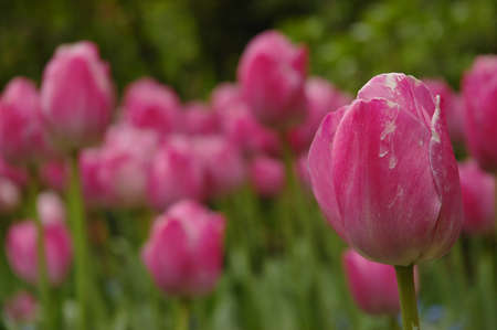 pink tulips in a fieldの写真素材