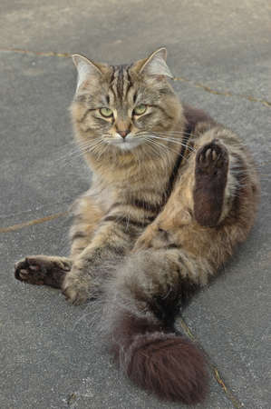 adorable British long hair cat sittingの写真素材