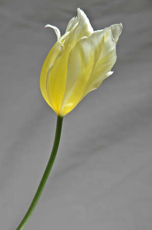 yellow tulip bud closeupの写真素材