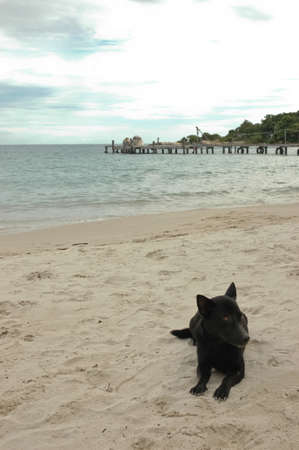 Black dog sitting on a warm sunny beachの写真素材