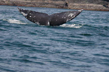 flipper of humpback whale