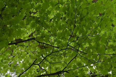 early autumn mapleの写真素材