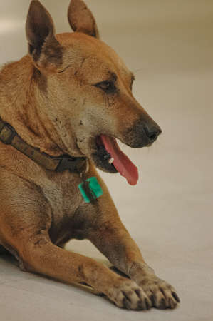 dog sit and exhaustの写真素材
