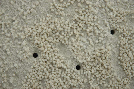 holes on the beach by crabsの写真素材