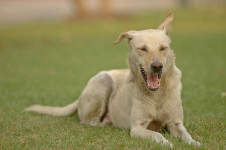 laughthing dog on grassの写真素材