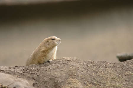 brown chipmunkの写真素材