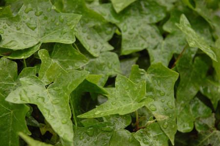 green plants after rainingの写真素材