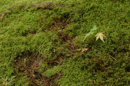 maple leaf on mossy grassの写真素材