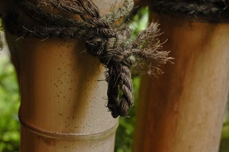 tight knot on bambooの写真素材
